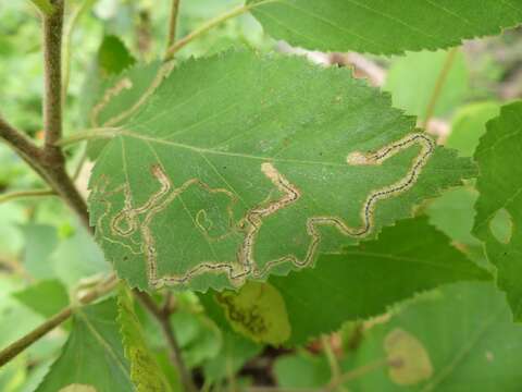 Image of Stigmella lapponica (Wocke 1862) Fletcher et al. 1945