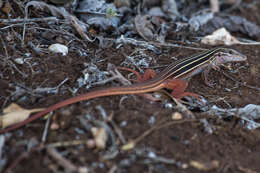 Plancia ëd Aspidoscelis angusticeps angusticeps (Cope 1877)