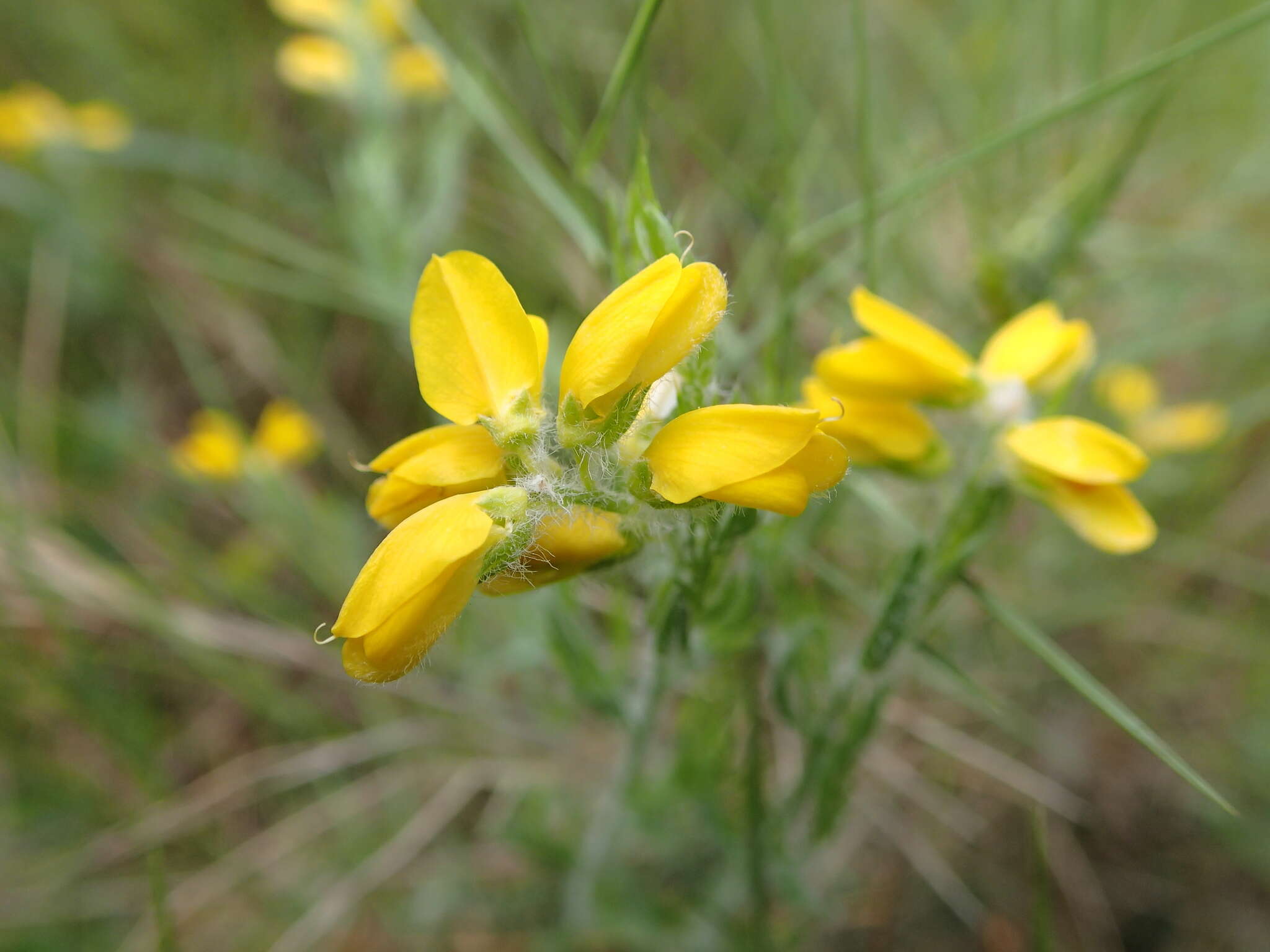 Image of Genista hispanica subsp. hispanica