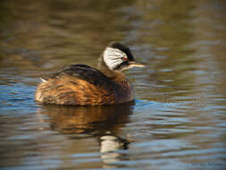 Image of Rollandia rolland chilensis (Lesson & R 1828)