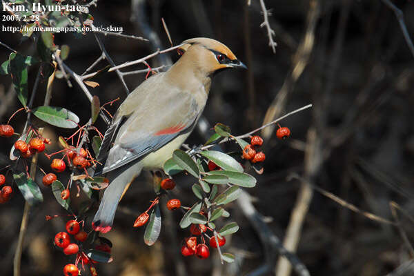 Image of Japanese Waxwing