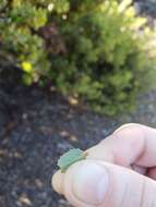 Image of Mason's ceanothus