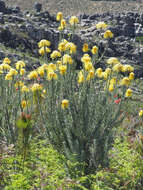 Image of Leucospermum reflexum var. luteum J. P. Rourke