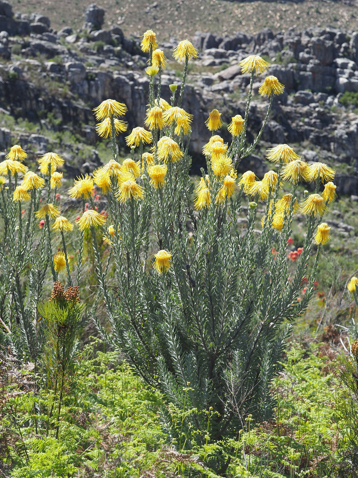 Image of Leucospermum reflexum var. luteum J. P. Rourke