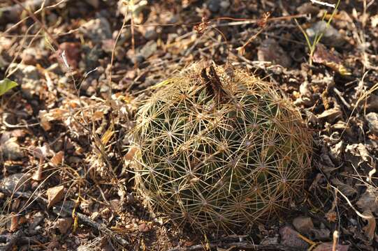 Image of Coryphantha compacta (Engelm.) Britton & Rose