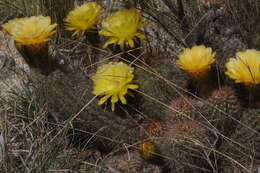 Image of Echinopsis huascha (F. A. C. Weber) H. Friedrich & G. D. Rowley