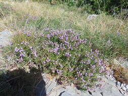 Image of Satureja subspicata Bartl. ex Vis.