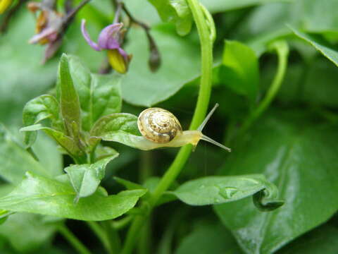 Image of girdled snail