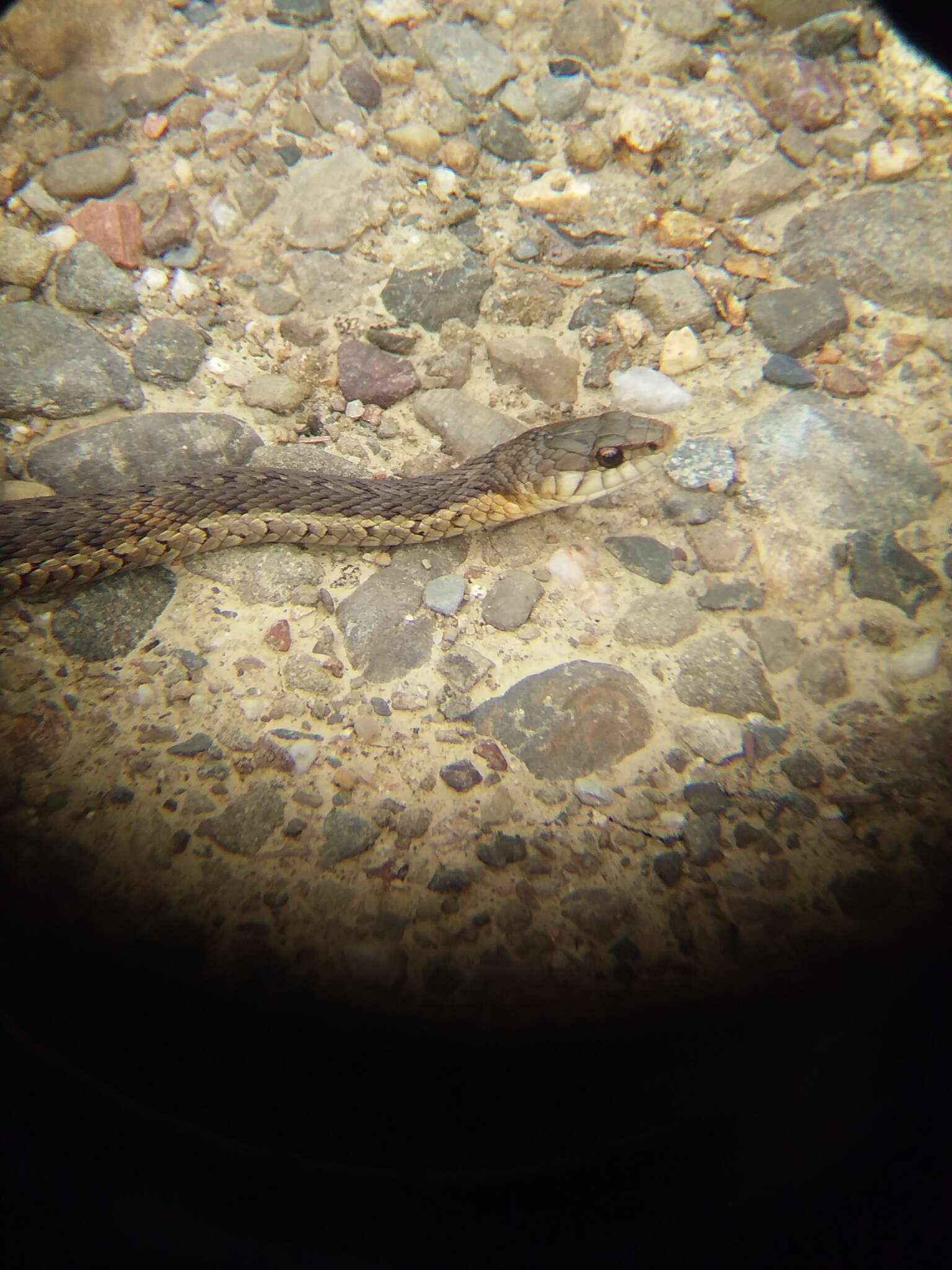 Image of Thamnophis sirtalis pallidulus Allen 1899