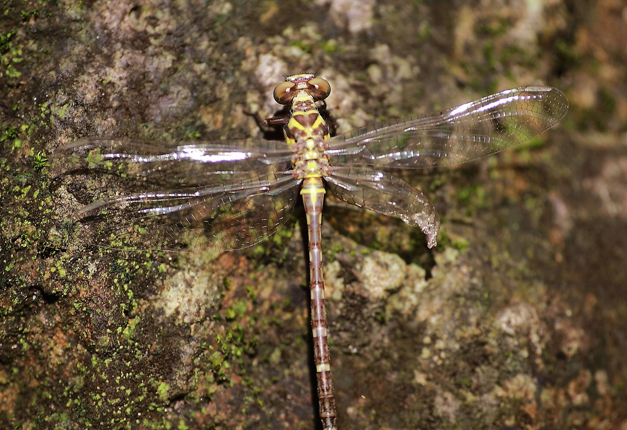 Imagem de <i>Burmagomphus williamsoni javicus</i> Schmidt 1934