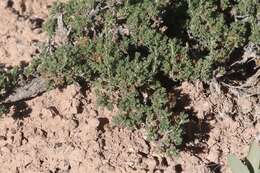 Image of pygmy sagebrush