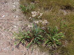 Imagem de Limonium sinense (Girard) Kuntze