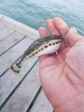 Image of Bandtail puffer