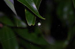 Image of Aoaraneus amabilis (Tanikawa 2001)