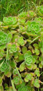 Image de Aeonium haworthii Salm-Dyck ex Webb & Berth.