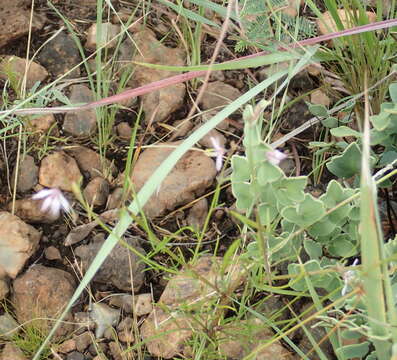 Image of Sieruela conrathii (Burtt Davy) Roalson & J. C. Hall