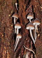 Image of Mycena subgalericulata Cleland 1931