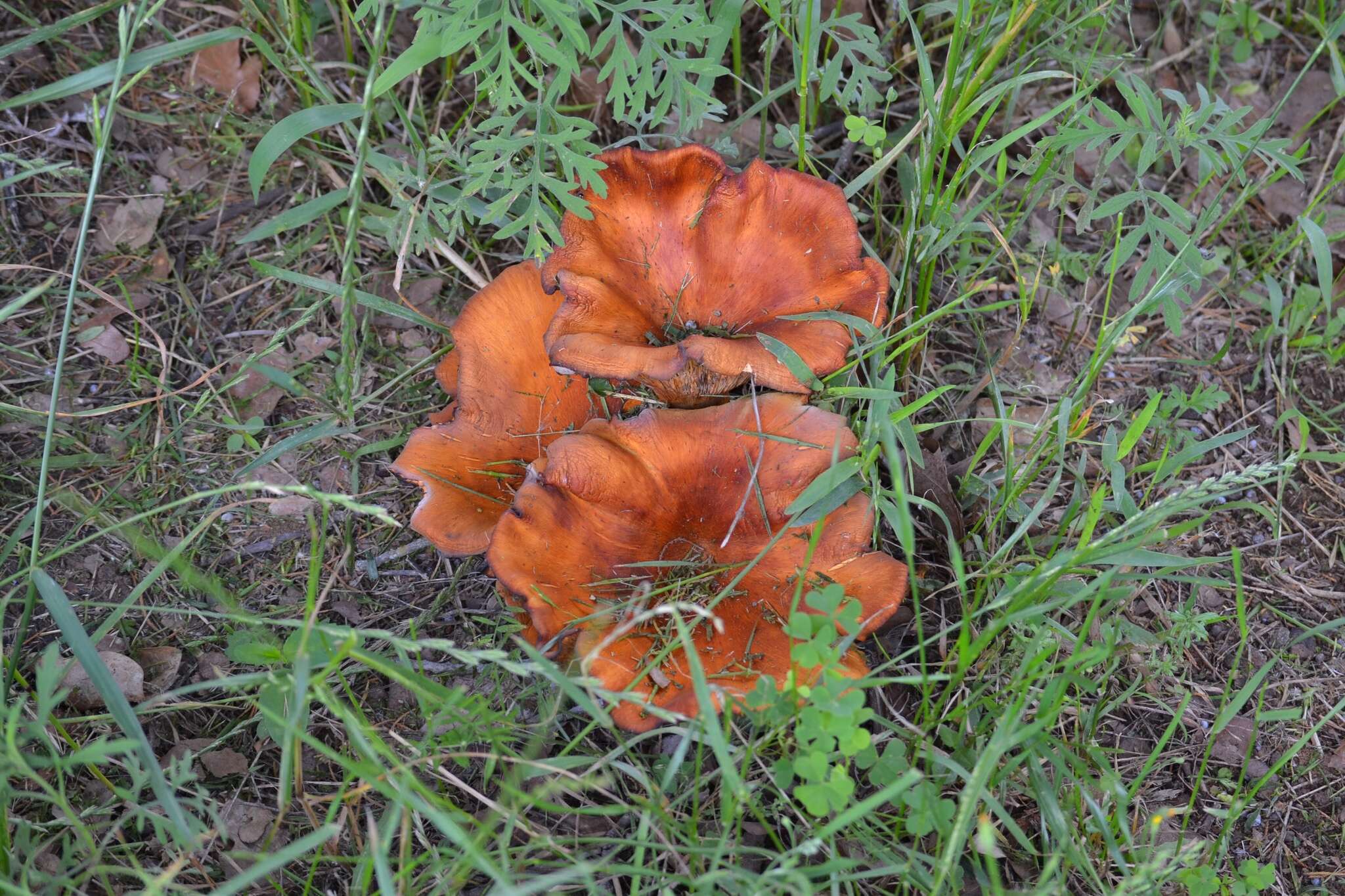 Plancia ëd Omphalotus subilludens (Murrill) H. E. Bigelow 1982