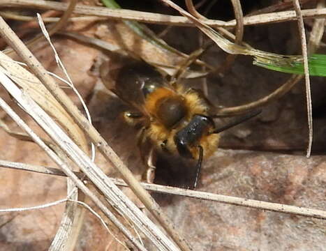 Image of Andrena dunningi Cockerell 1898