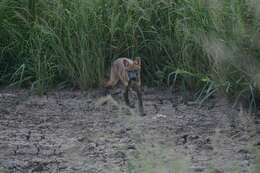 Image of Syrian jackal