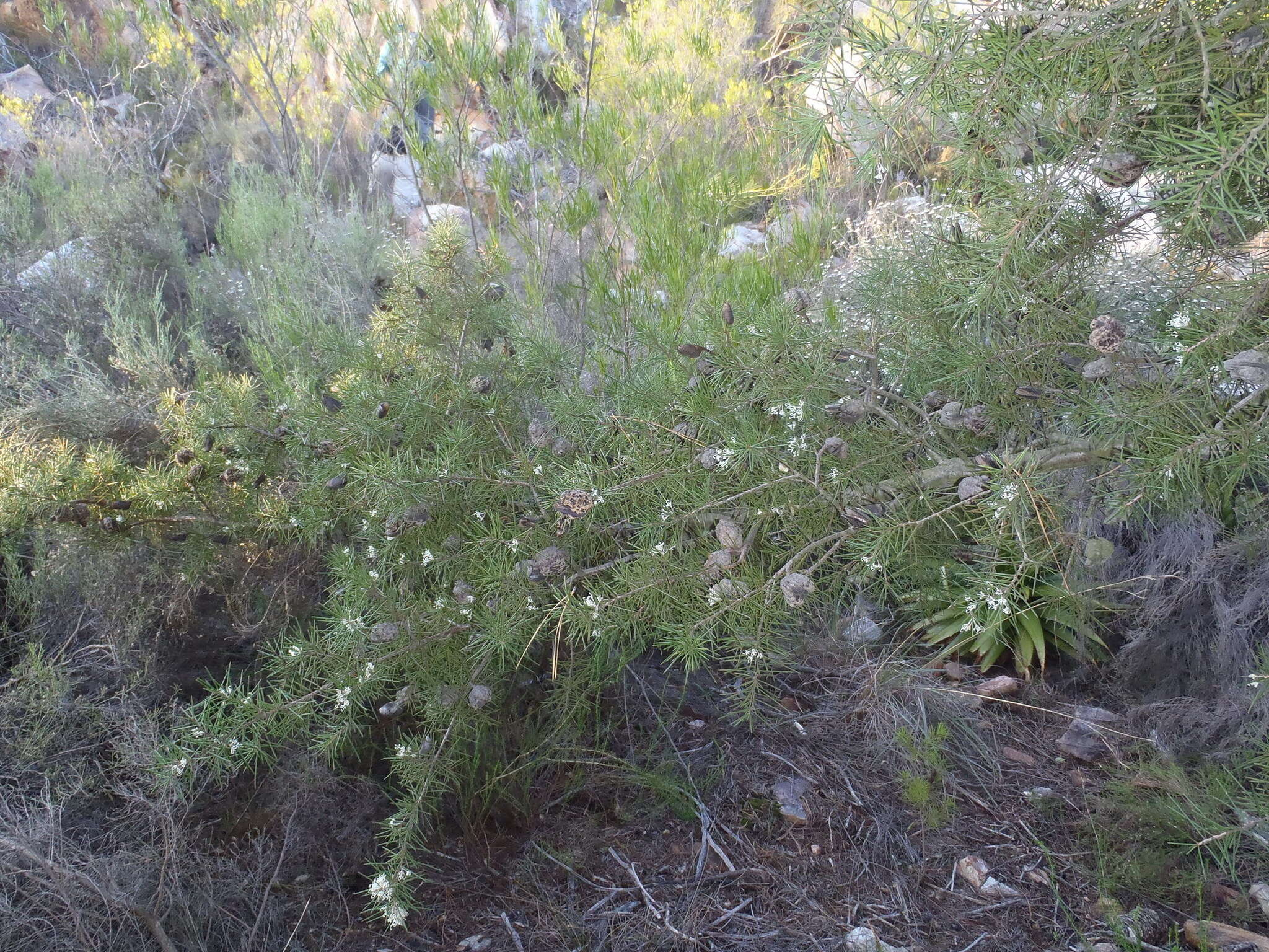 Image of Hakea sericea Schrad. & J. C. Wendl.