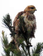 Image of Forest Buzzard