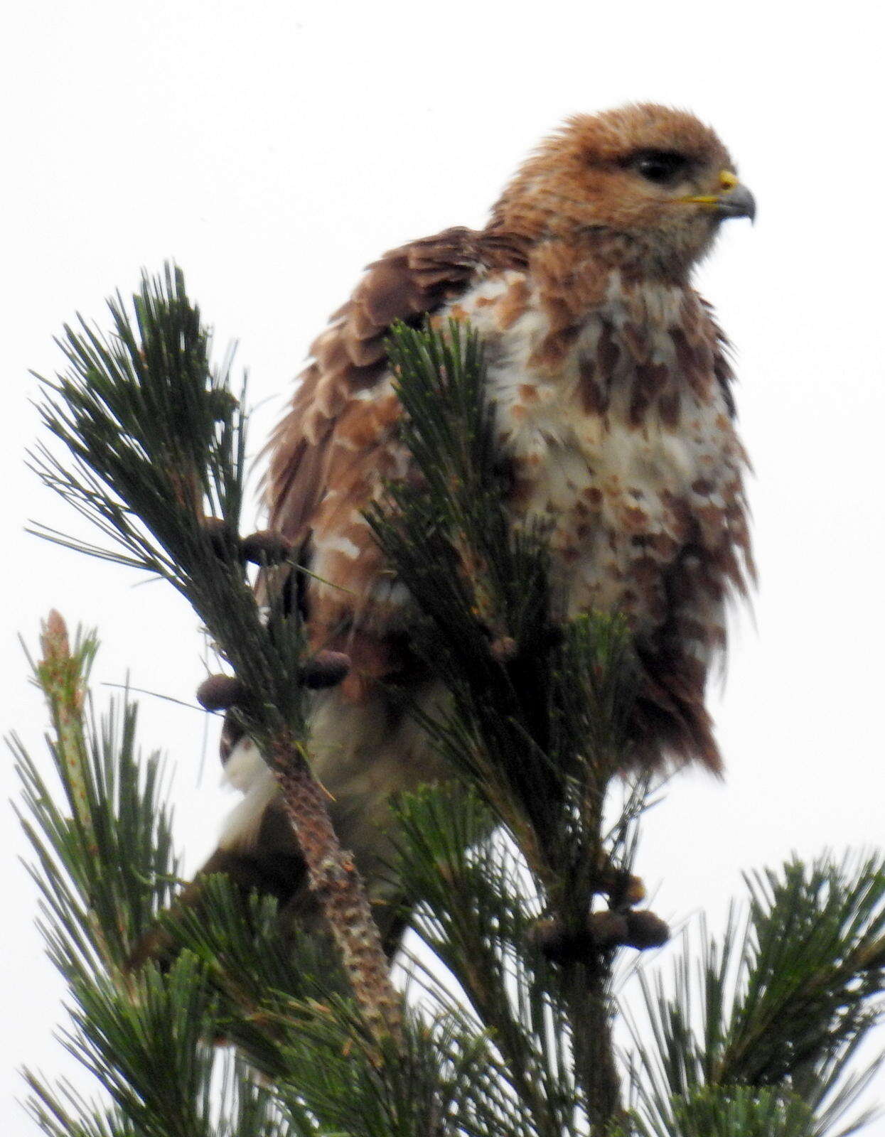 Imagem de Buteo trizonatus Rudebeck 1957