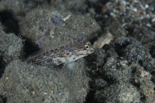 Image of Gladiogobius