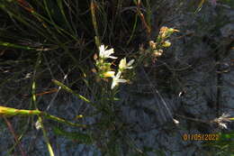 Wahlenbergia longifolia (A. DC.) Lammers resmi