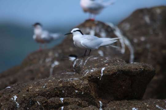 Image of Black-naped Tern