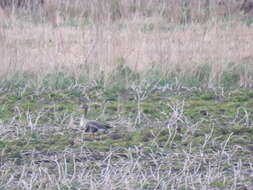 Image of Greenland White-fronted Goose