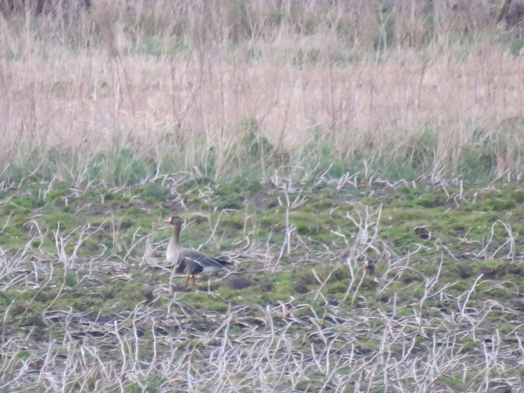 Image of Greenland White-fronted Goose