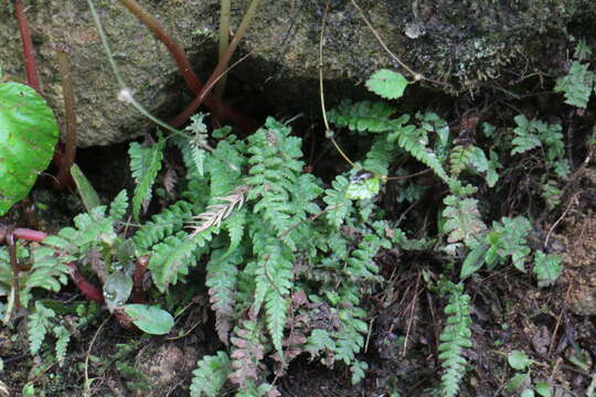 Image of Stegnogramma tottoides (H. Itô) Iwatsuki