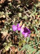 Imagem de Lathyrus zionis C. L. Hitchc.