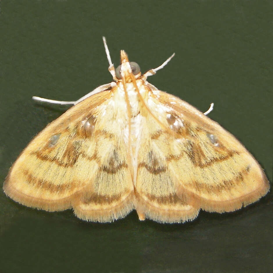 Image of Pale-winged Crocidophora moth