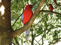 Image of Crimson Rosella