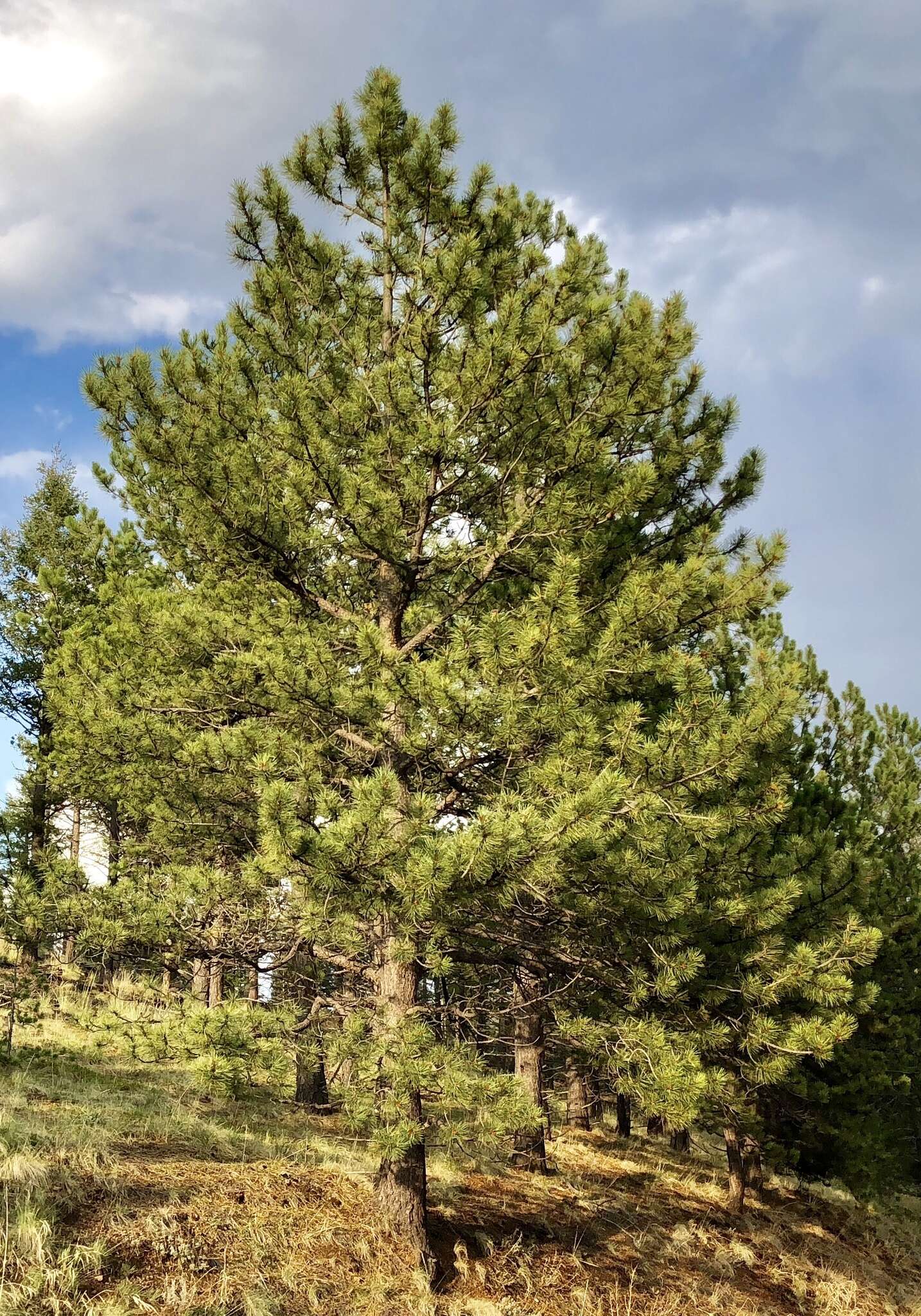 Слика од Pinus ponderosa var. scopulorum Engelm.