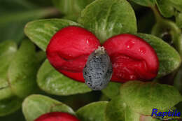 Image of Drymonia brochidodroma Wiehler