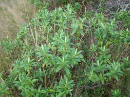 Image de Veronica salicifolia G. Forster