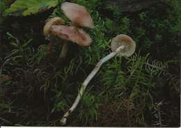 صورة Rhodocollybia maculata var. maculata