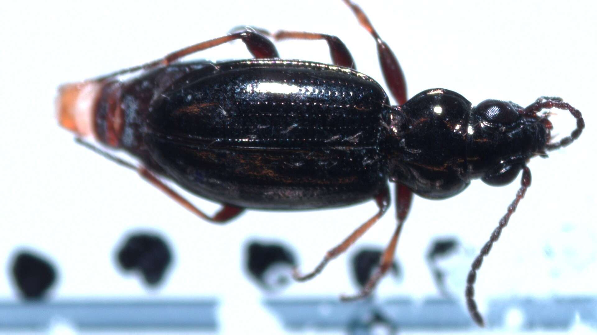 Imagem de Bembidion (Metallina) lampros (Herbst 1784)