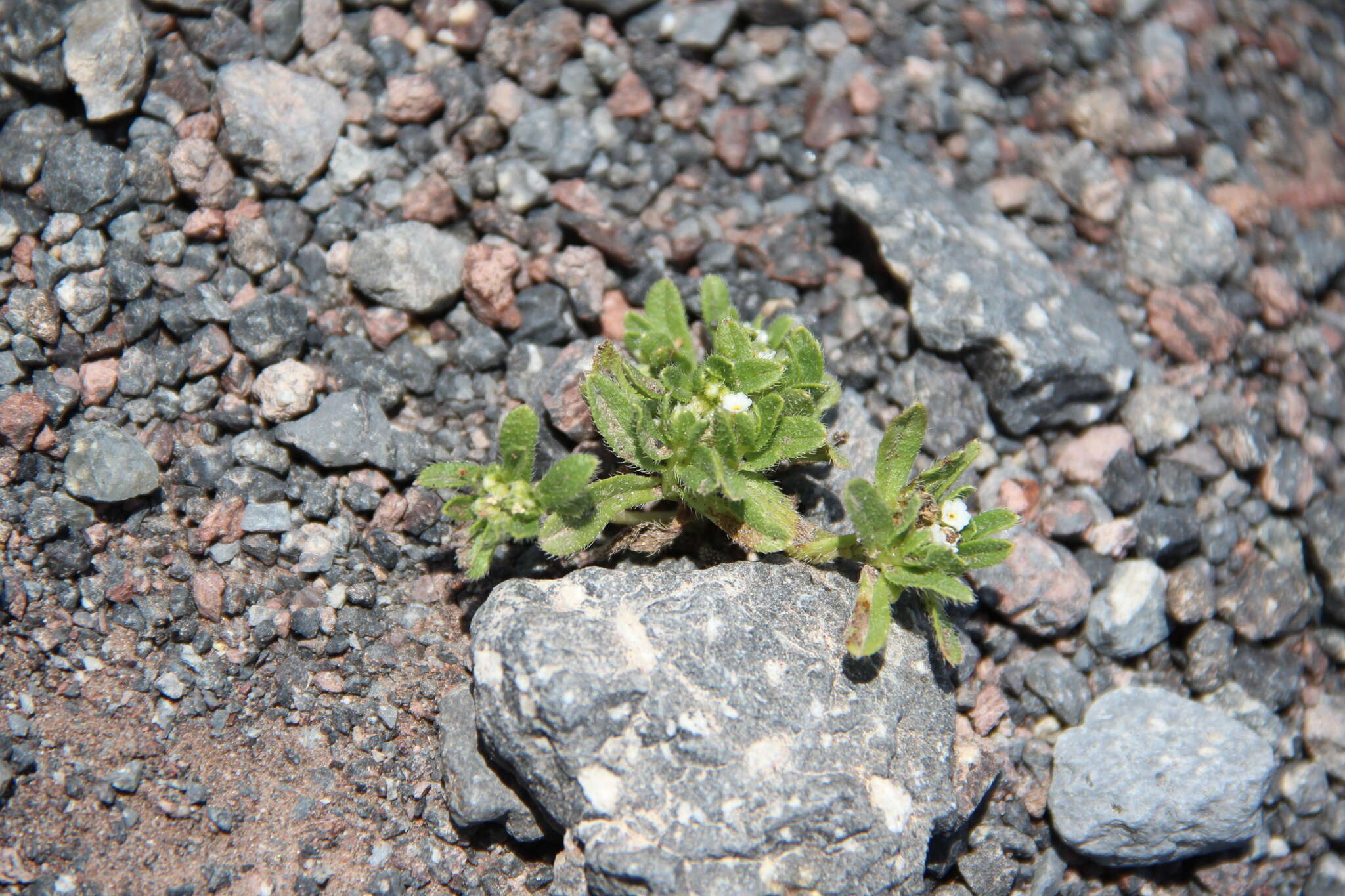 Image de Myosotis involucrata Stev.