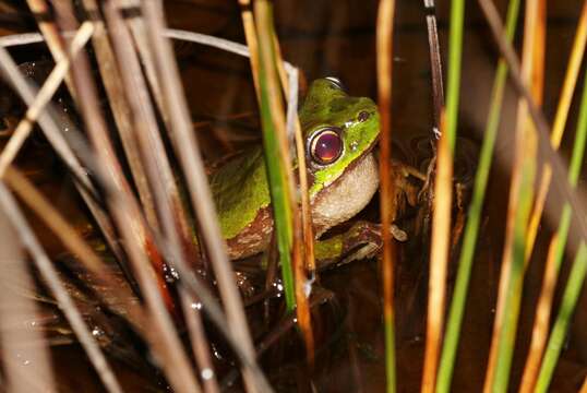 صورة Litoria burrowsi (Scott 1942)