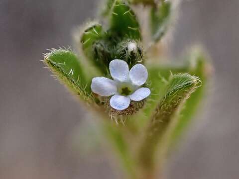 Image of Lappula concava (F. Müll.) F. Müll.