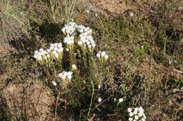 Image de Pseudoselago gracilis O. M. Hilliard