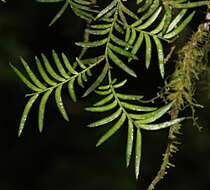 Image of Brown Pine