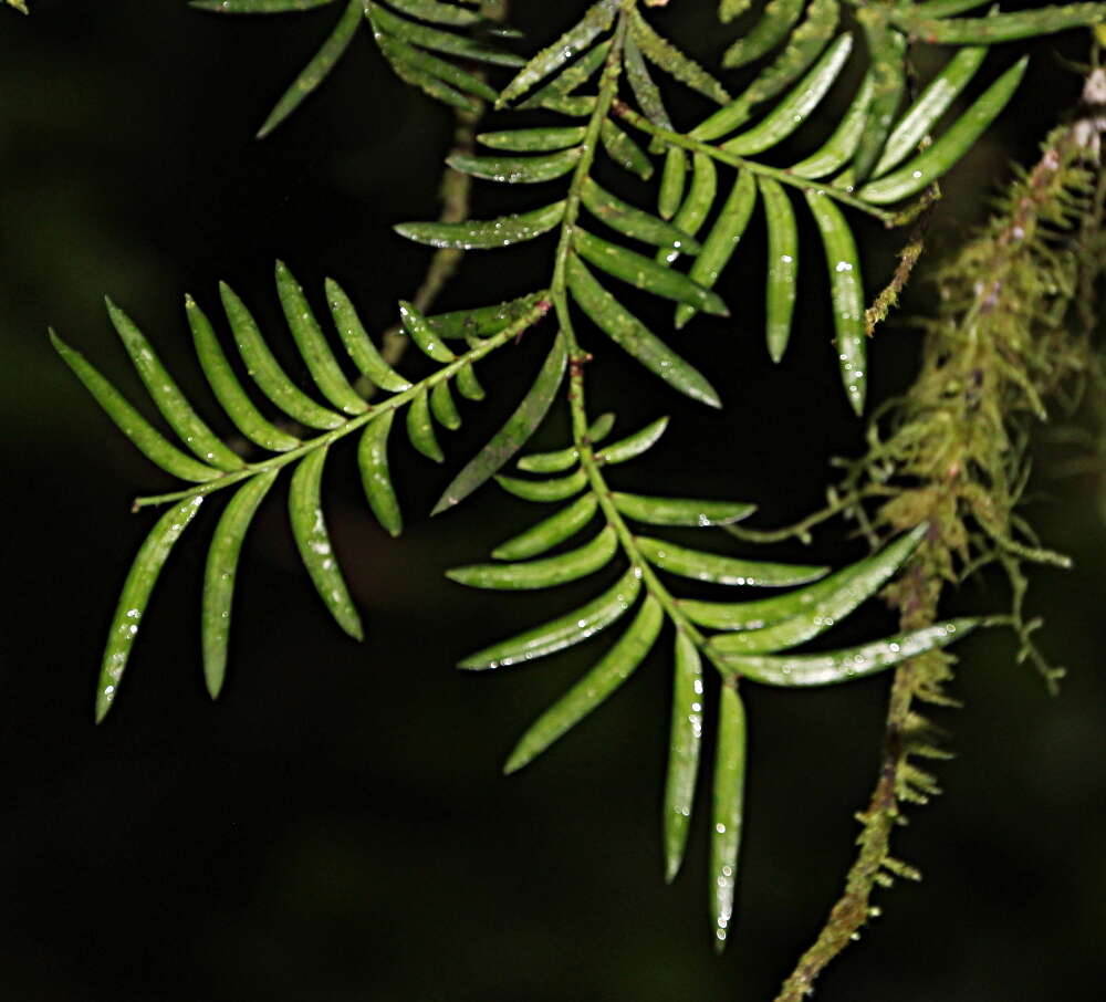 Prumnopitys ferruginea (G. Benn. ex D. Don) de Laub. resmi