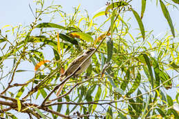 Image of Caligavis Honeyeaters