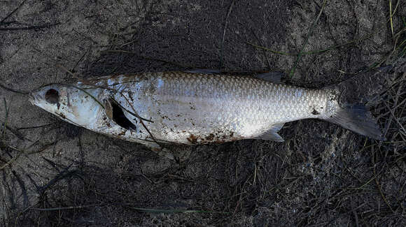 Image of South African mullet