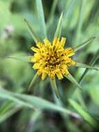 Image de Tragopogon minor Mill.